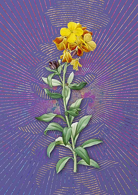 Yellow Wallflower Bloom