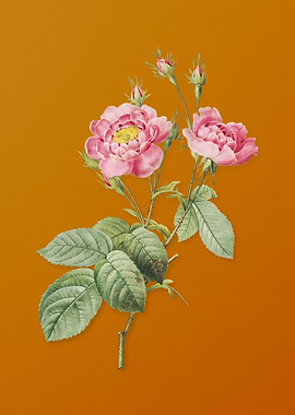 Anemone Centuries Rose