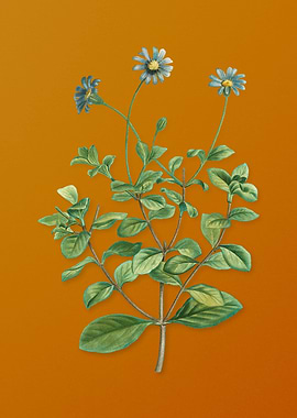 Blue Marguerite Plant