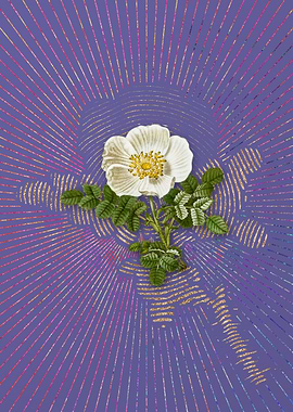 Violet White Burnet Rose