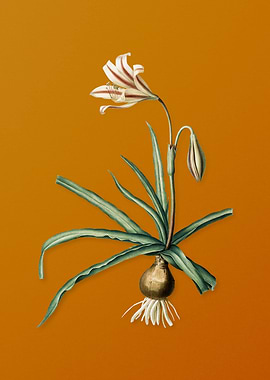 Amaryllis Broussonetii