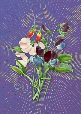 Violet Vintage Sweet Pea