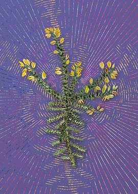 Yellow Gorse Flower Purple