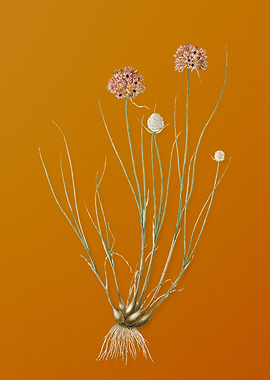 Vintage Allium Globosum