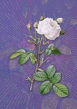 White Provence Rose Purple