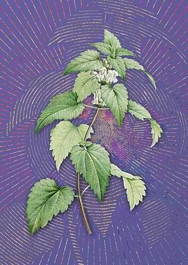 White Dead Nettle Plant