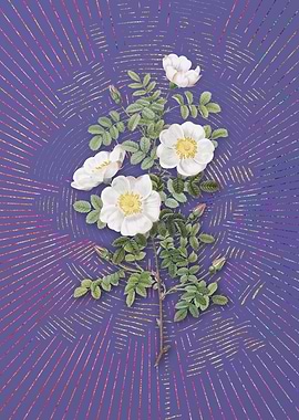 White Burnet Roses 2 Art