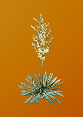 Vintage Adams Needle