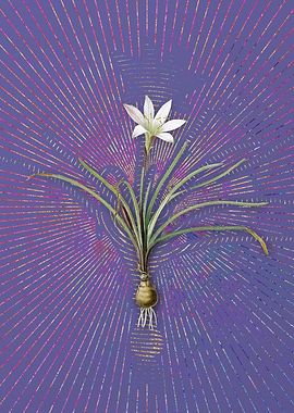 Violet Vintage Rain Lily