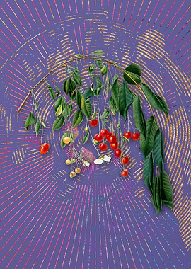 Violet Visciola Cherries