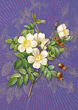 White Candolle Rose Purple