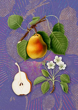 Violet Vintage Pear Fruit