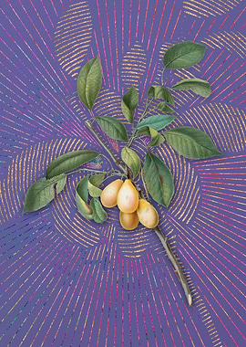 Violet Vintage Plum 4