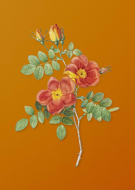 Austrian Briar Rose Flower