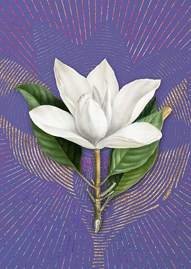 White Southern Magnolia