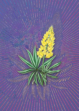 Yellow Lupine Flower Art