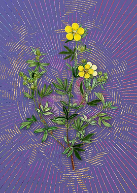 Yellow Buttercup Flowers