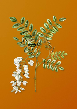 Vintage Black Locust