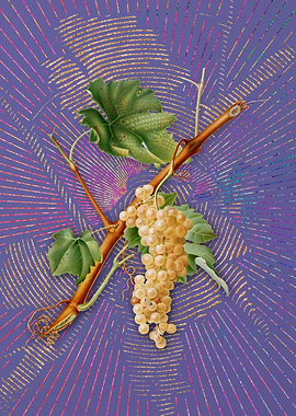 Violet Vermentino Grapes
