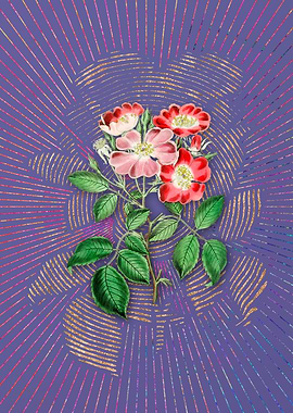 Violet Rose Clare Flower