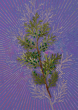 Violet Virginian Juniper