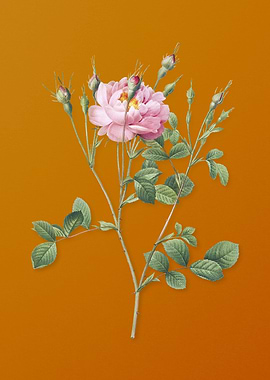 Anemone Sweetbriar Rose