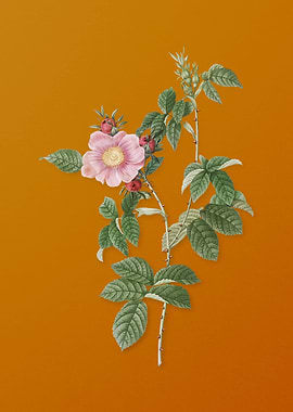 Big Flowered Dog Rose