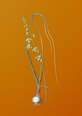 Vintage Albuca Flower