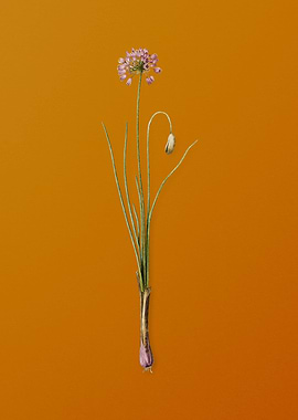 Vintage Autumn Onion