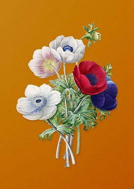 Vintage Anemone Simplex