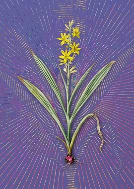 Wachendorfia Thyrsiflora