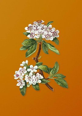 Vintage Almond Leaved Pear