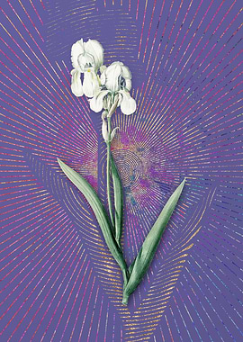 Violet Tall Bearded Iris