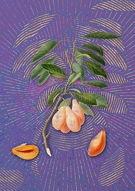 Violet Vintage Plum 2