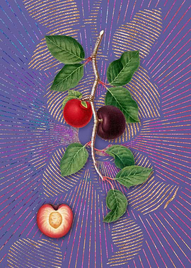 Violet Vintage Apricot 4