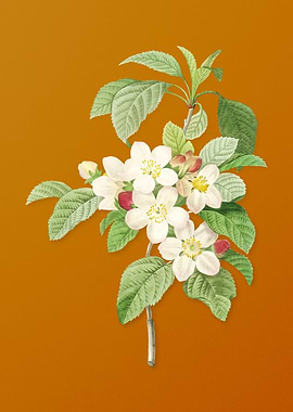 Vintage Apple Blossom