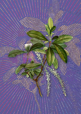 Violet Swamp Titi Leaves