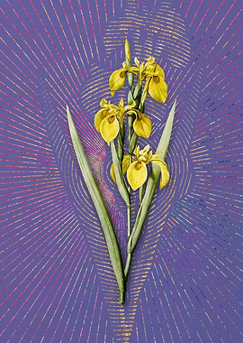 Violet Vintage Irises