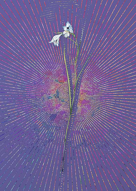 Violet Vintage Blue Pipe