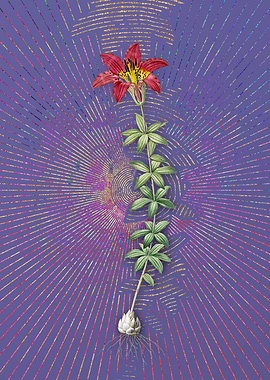 Violet Vintage Wood Lily