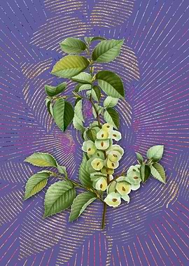 Violet Vintage Field Elm