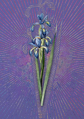 Violet Vintage Blue Iris