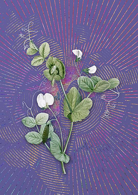 White Pea Flower Flora