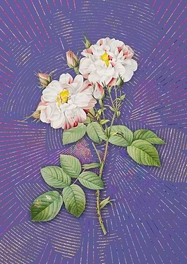 Violet White Damask Rose