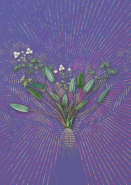 Violet Vintage Starfruit