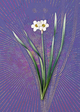 Violet Primrose Peerless