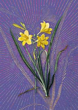 Violet Vintage Daylily 2