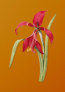 Vintage Amaryllis Flower
