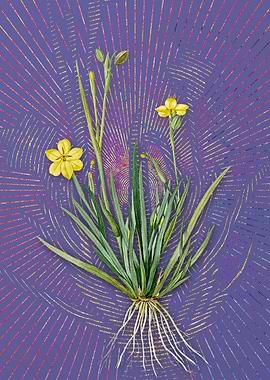 Violet Yellow Eyed Grass