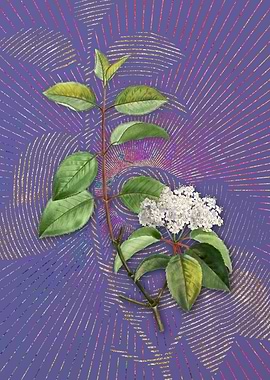 Violet Vintage Black Haw